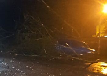 Cayó un árbol sobre un auto y dejó dos lesionados en Eldorado