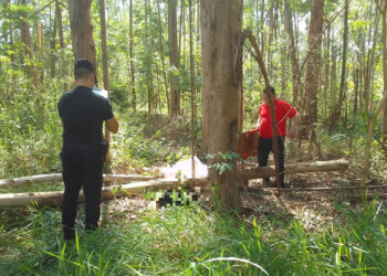 Un hombre falleció aplastado por las ramas de un árbol