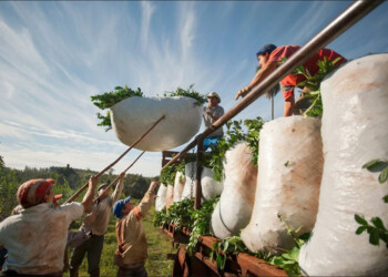 “Hay muchos productores yerbateros arrepentidos de haber votado a Milei”