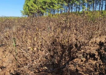 Pronostican pocas lluvias y calor para la región durante el otoño