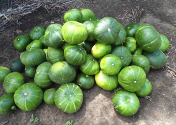 Tips a tener en cuenta para cultivar zapallitos de tronco