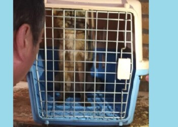 Rescataron a un pequeño zorro silvestre que estaba lastimado