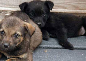 El Gobierno autorizó la comercialización de una nueva vacuna contra el moquillo y el parvovirus