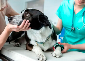 Mitos y verdades sobre la castración: lo que prima es el bienestar de nuestra mascota