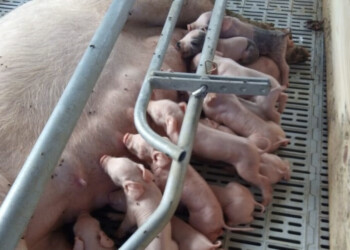 Hijo y nieto de colonos  apuesta a los cerdos