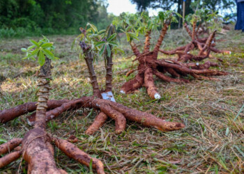 Cooperativas almidoneras trabajan en el cultivo de variedades foráneas