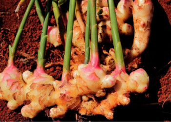 Todo sobre el cultivo de jengibre en la huerta, canteros y macetas