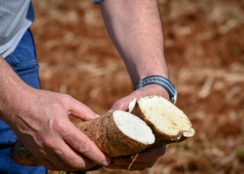 Cooperativas almidoneras trabajan en el cultivo de variedades foráneas