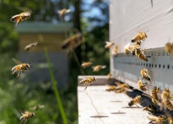 Colmenas para el receso productivo
