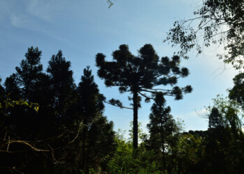 Misiones estará en el IV Seminario sobre sostenibilidad de la Araucaria