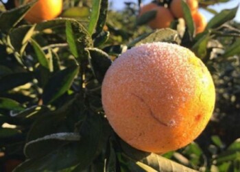 Por el frío recomiendan tomar medidas preventivas en cultivos