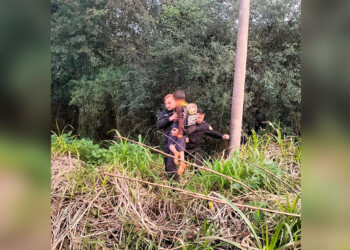 Un niño escapó del aula y la Policía lo encontró en un terreno baldío, arriba de un árbol