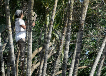 Podar un árbol y acarrear las ramas cuesta unos 80 mil pesos en Posadas