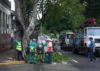 Podar un árbol y acarrear las ramas cuesta unos 80 mil pesos en Posadas