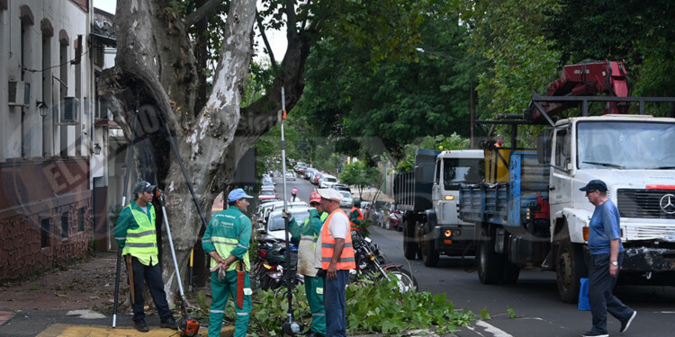 SIN PAUSAS. Los equipos de la comuna posadeña avanzan con la poda.