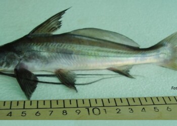 Peces del río Paraná: Pinirampus argentina