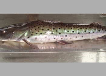 Peces del río Paraná: Pseudoplatystoma corruscans