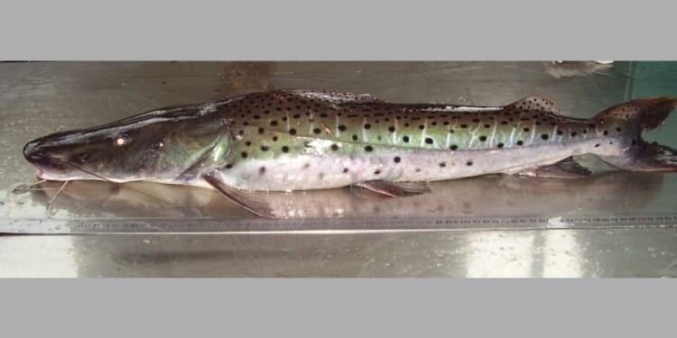 Pseudoplatystoma corruscans (surubí pintado) / Foto Foto: Lic. Danilo R. Aichino