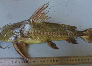 Peces del río Paraná: Pterodoras granulosus