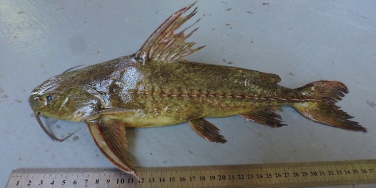 Pterodoras granulosus: Foto: Lic. Danilo R. Aichino