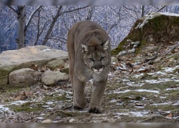 Una familia vivió momentos de terror cuando se cruzaron con un puma en El Chaltén