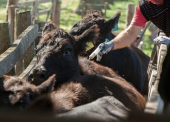 Aftosa: la vacunación en Misiones ya alcanzó a más del 40% del ganado