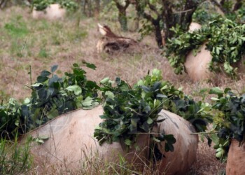 Sin regulación del INYM, el precio de la hoja verde se desploma a $350