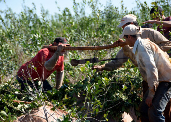 Productores en jaque por aumento de 61% para tareferos: “No vamos a poder pagar”