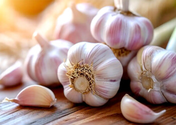 Todo sobre cultivo de ajo en otoño