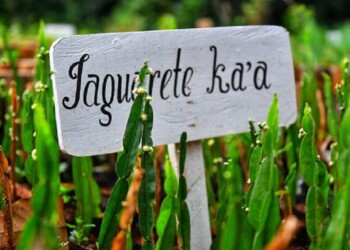 Ecosanación: desde la carqueja al jaguarete Ka’a