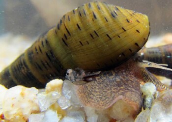 Ecosanación: trastorno de la personalidad y el Aylacostoma