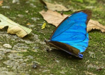 Ecosanación: servicios ecosistémicos y naturaleza