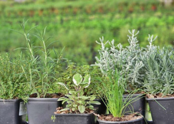 Todo lo que tenés que saber sobre hierbas aromáticas