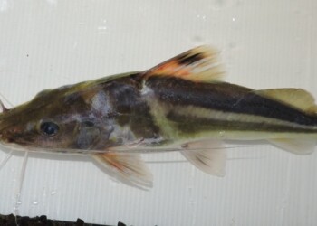 Peces del río Paraná: Pimelodus ornatus