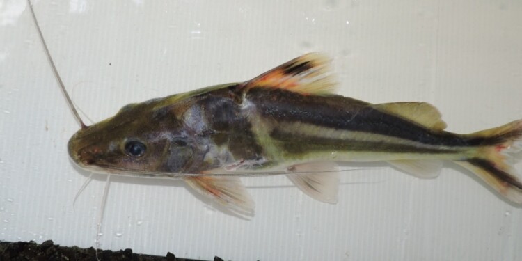 Bagre chaleco / Foto: Lic. Danilo R. Aichino