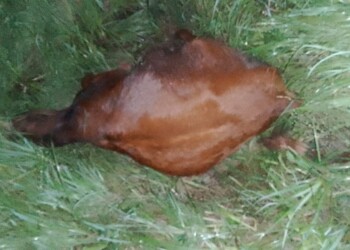 Chocaron y mataron a un caballo sobre la ruta provincial 103