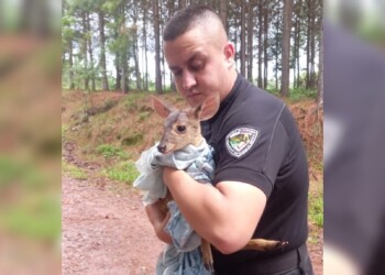 Rescatan a otro ciervo en las afueras de Oberá