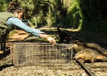 Investigan a coatíes del Parque Iguazú por el riesgo de transmisión de enfermedades