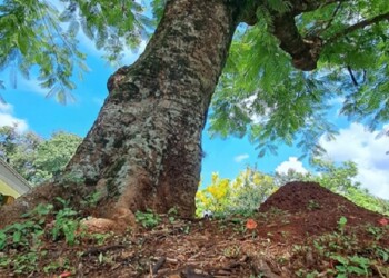 Cromoterapia: la toxicidad de los colores cálidos