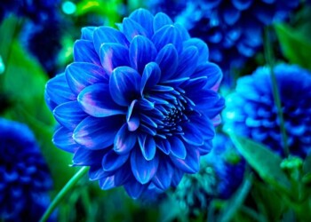 Cromoterapia: La toxicidad de los colores fríos