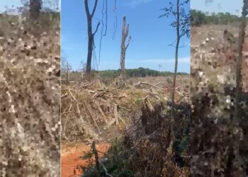 Empresa advierte que ocuparon y deforestan su propiedad