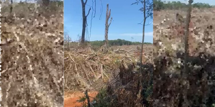 DESTRUCCIÓN. El predio intrusado quedó literalmente “deforestado”.