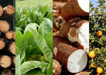 Madera, tabaco, mandioca y cítricos “en rojo” por bajos precios y caída de demanda