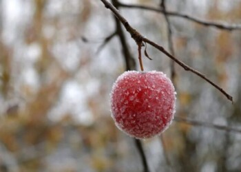 Heladas: ¿cómo proteger las frutas?