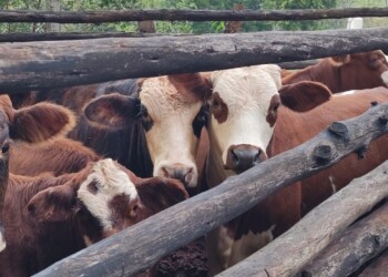 Suplementación estratégica para garantizar el bienestar