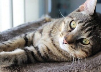 Los fascinantes gatos atigrados: historia y características