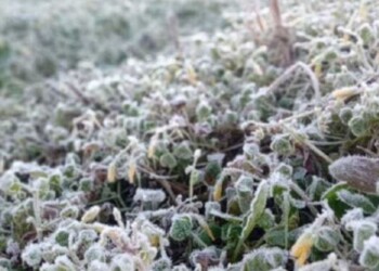 Confirman cuándo llegaría la primera helada del año a Misiones