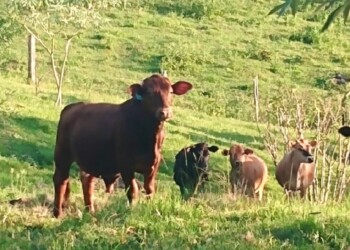 “Lo similar cura lo similar”: impulso a la homeopatía animal