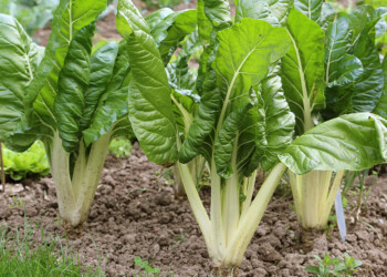Jardinería: qué sembrar en mayo en la huerta casera