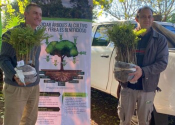 Hay casi 30 mil hectáreas de cobertura arbórea en yerba, según relevó el INYM